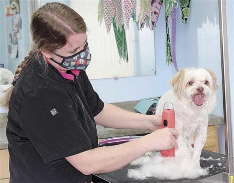 Miami pet grooming - Oct 8, 2020 · ISLA PET GROOMING INC is an Active company incorporated on October 8, 2020 with the registered number P20000080879. This Domestic for Profit company is located at 15610 SW 62ND ST, MIAMI, FL, 33193, US and has been running for four years. 